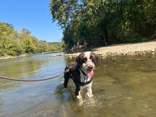 🐾 Shelvin Rock Access: A Dog-Friendly Ozarks Adventure